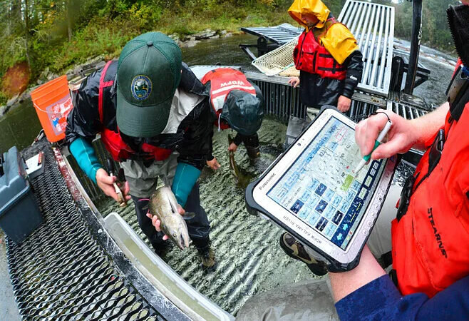 Washington Department of Fish and Wildlife staff apply tags and record data while sampling Chinook salmon at the Washougal River weir in an undated photo. (Photo courtesy of Washington Department of Fish and Wildlife)