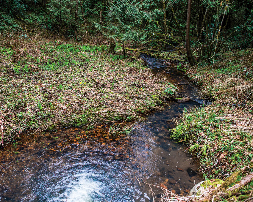 A downstream look at riparian restoration along an unnamed tributary to Fifth Plain Creek at Paul Mansur&rsquo;s Hockinson area property on Wednesday, March 19.
