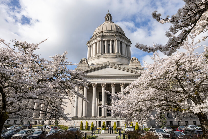 Cherry blossoms are in full bloom at the Washington state Capitol in Olympia on Wednesday, April 2.