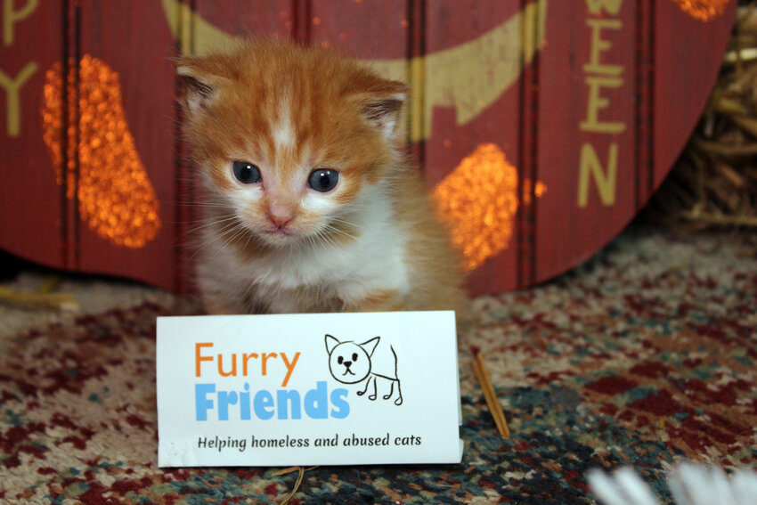 With kitten season ramping up, Furry Friends plans to perform over 750 spay and neuter surgeries this year, helping to ensure healthier lives for cats and reduce the local stray population.