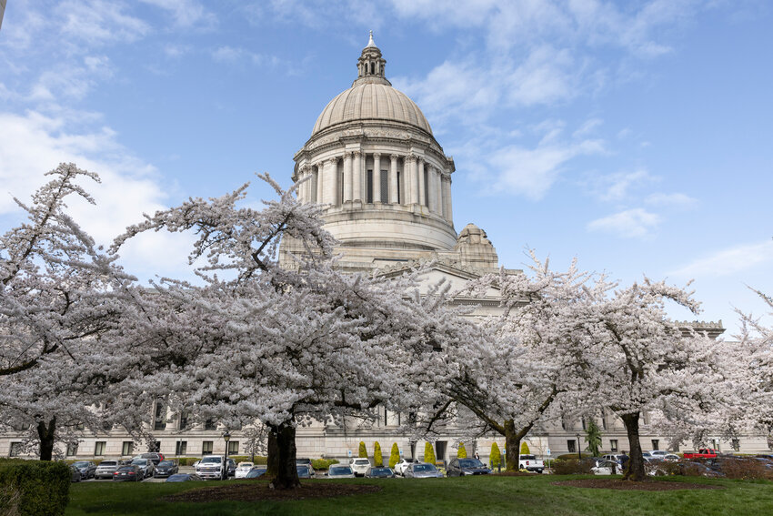 Cherry blossoms are in full bloom at the Washington state Capitol in Olympia on Wednesday, April 2.