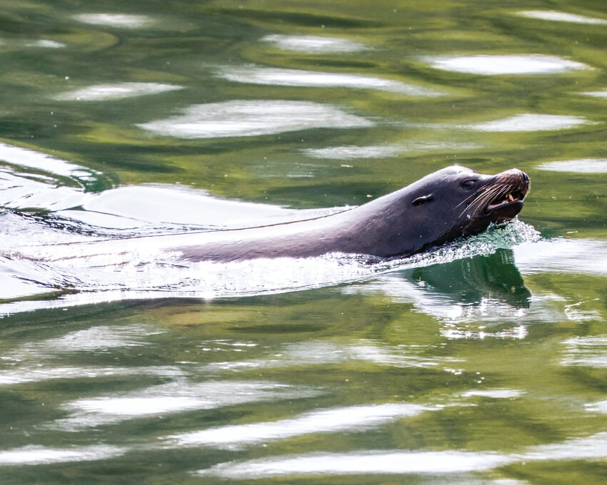 A California sea lion swims down the Lewis River past Woodland on Saturday, April 5. Sea lions have become a major concern as they have desecrated salmon, steelhead and smelt populations; upwards of 12% of salmon are lost due to the predation of sea lions, according to previous reports.