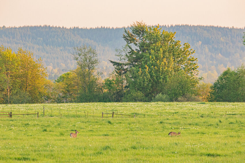 Two deer wander through fields on Thursday, May 1, in Salkum.