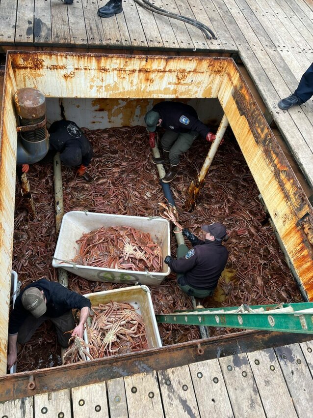 Law enforcement officers examine a load of Alaska crab, much of it infested with Bitter Crab Syndrome, after it arrived in Washington state in 2024. (Photo provided by the Washington Department of Fish and Wildlife Police)