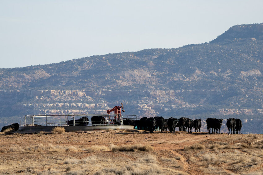 Cattle gather around a watering hole on federal land near Monticello, Utah. Utah is among several Western states seeking to reduce federal land ownership. (Photo by Spenser Heaps for Utah News Dispatch)