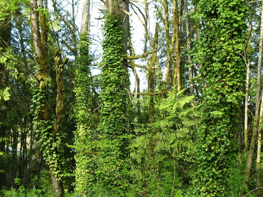 English ivy can weaken and in some cases kill trees. (Photo courtesy of the Washington State Noxious Weed Control Board)