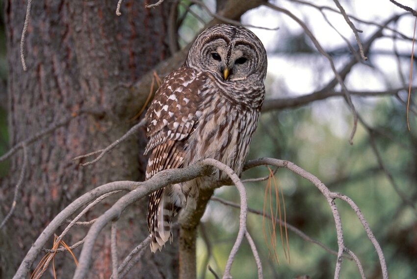 A barred owl at Malheur National Wildlife Refuge, in Oregon. (Ray Bosch/U.S. Fish and Wildlife Service)