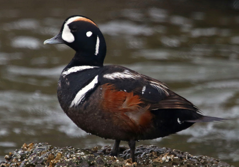 A harlequin duck is pictured in Oregon.