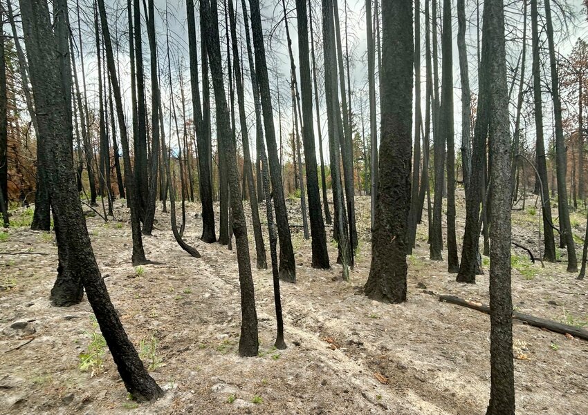 A section of the Oak Creek drainage area that was not treated with tree thinning or prescribed burns before the Rimrock Retreat Fire in 2024. Due to the forest density and a high amount of ground cover, the fire burned intensely in this area, killing all trees and destroying the soil. Photo by Emily Fitzgerald.