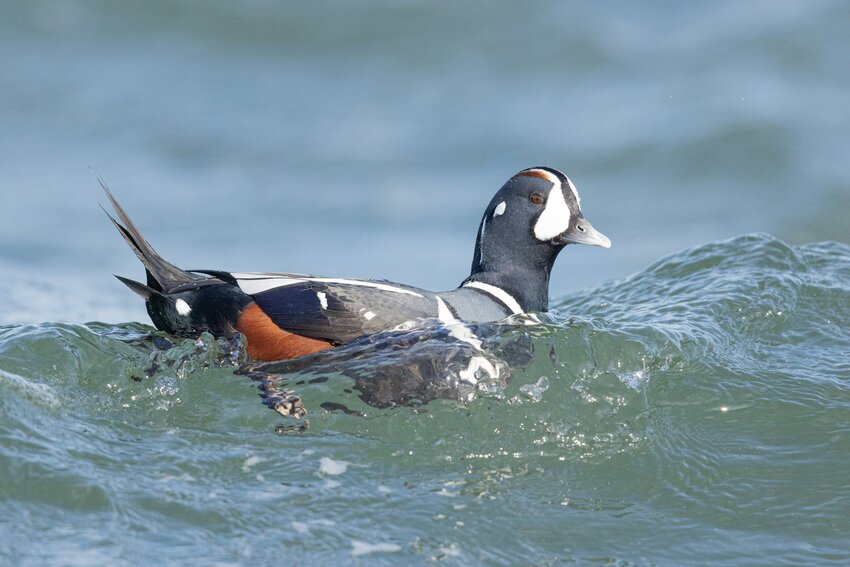 Branden Trager acknowledged that in 2022 he brought hunters into British Columbia, Canada, where he guided waterfowl hunting trips targeting the harlequin duck. He could not operate as a hunting guide under Canadian law.