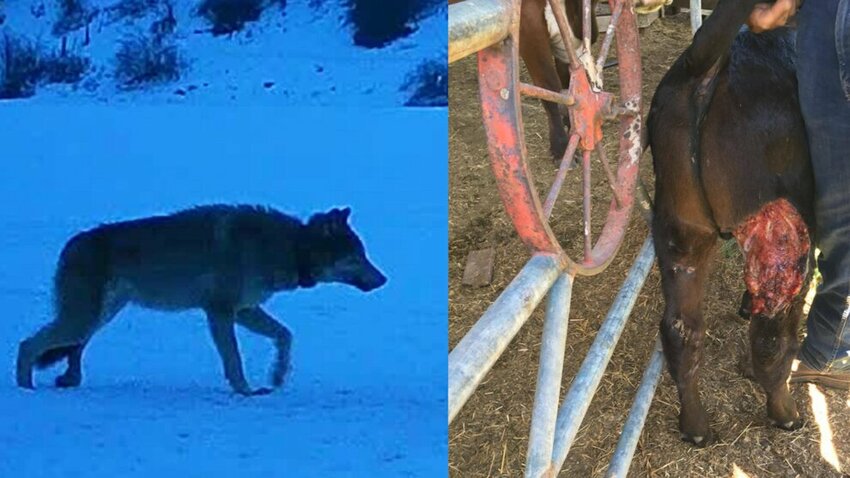 Photos of gray wolf and badly injured cow on K-Diamond-K Guest Ranch from gray wolf depredation following July 29, 2025, wolf kill by WDFW.