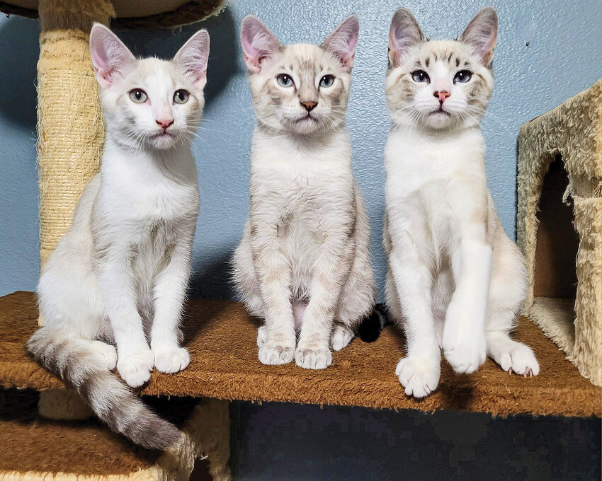 Furry Friends is operated by over 200 volunteers and two staff members. It rescues, rehabilitates and rehomes more than 800 cats annually.
