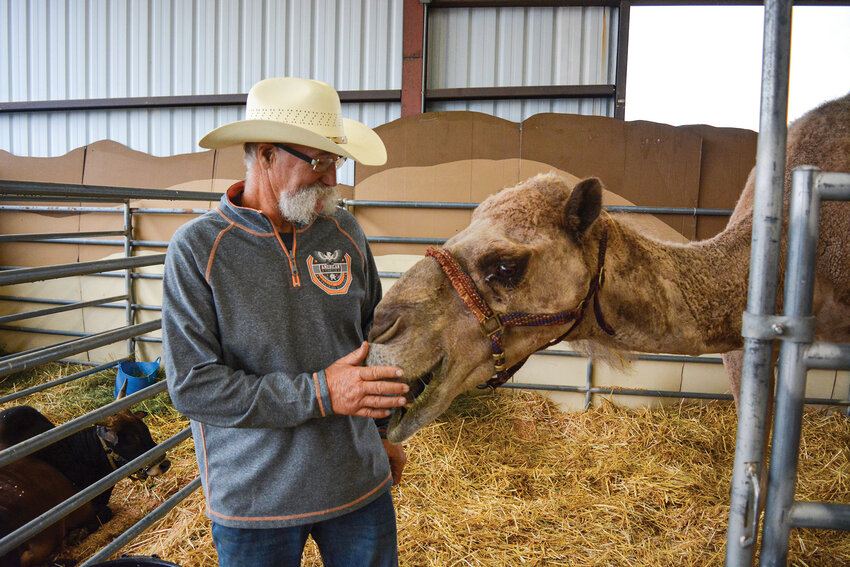 Jeff Siebert pets Curly the camel at his animal and nativity exhibit at the Clark County Fair. The exhibit features livestock from Nativity Ridge Farm in La Center, which are also used in local live nativities.