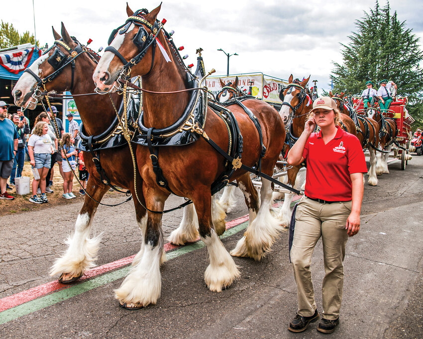 The iconic Budweiser Clydesdales make their way down the midway at the Clark County Fair on Thursday, Aug. 7.