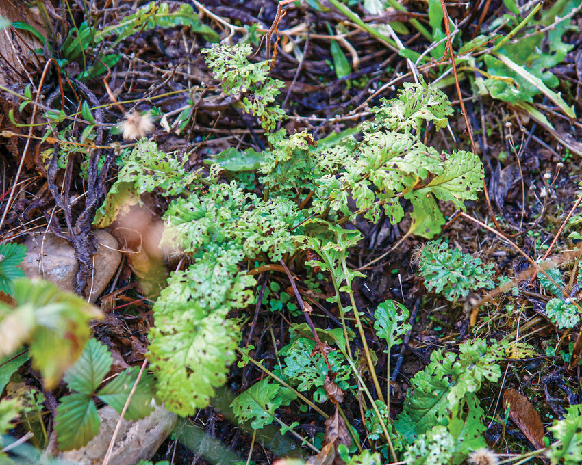 Tansy ragwort is one of the three most common noxious weeds in Clark County. It is found throughout gardens and open spaces
