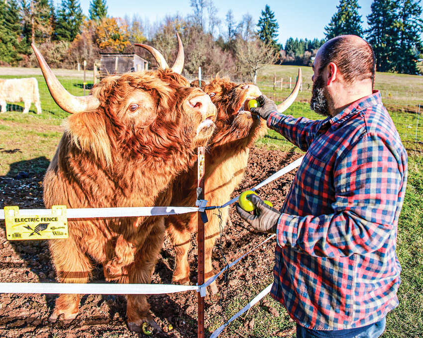 The Small Acreage Program of WSU Clark County Extension&rsquo;s 25th annual Harvest Celebration on Sept. 20 will feature a tour of small&ndash;acreage farms across the county, including Gather and Feast Farm in La Center, which features Scottish Highland cows.