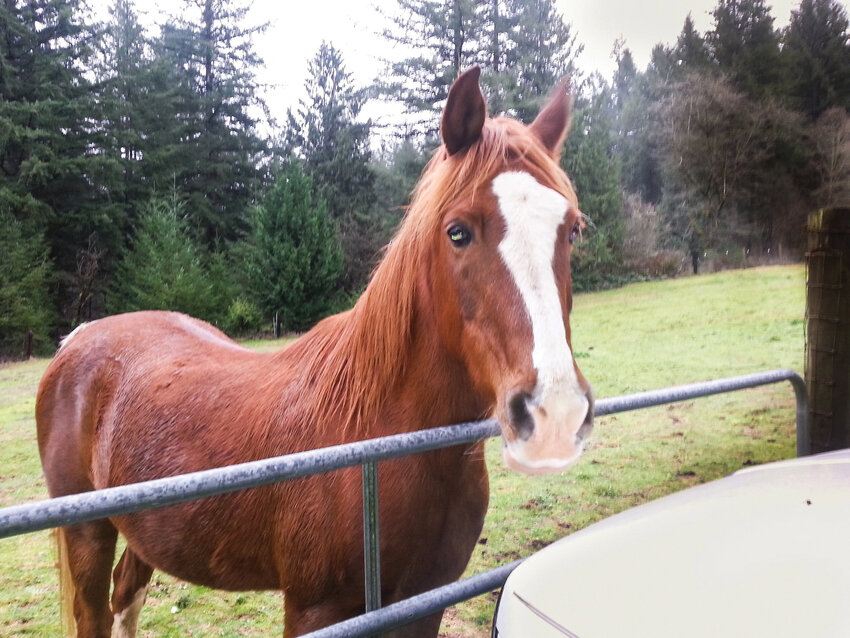 Temporary assistance by Ripley&rsquo;s Horse Aid allowed time to find a new home for Chaz, now named Captain Jack, where he is healthy and thriving.