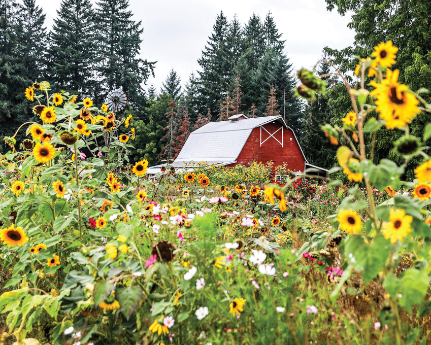 The La Center Gardens and Family Farm red barn sticks out behind a field of flowers on Wednesday, Sept. 10.