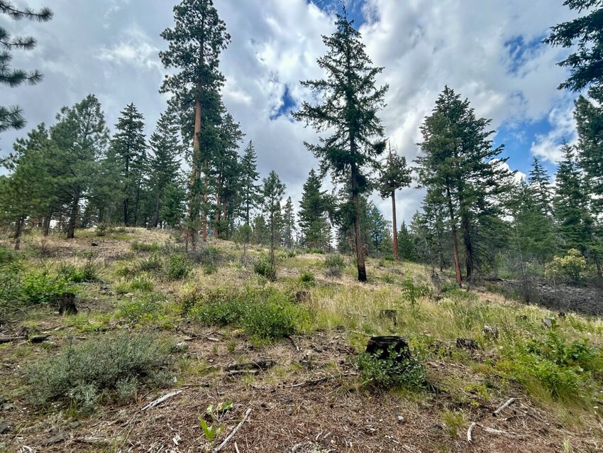 The Rimrock Retreat Fire burned through the Oak Creek drainage in Yakima County in 2024, but the damage was minimal due to tree thinning and prescribed burns the Department of Natural Resources completed in the area with House Bill 1168 funding before the fire. (Photo by Emily Fitzgerald/Washington State Standard)