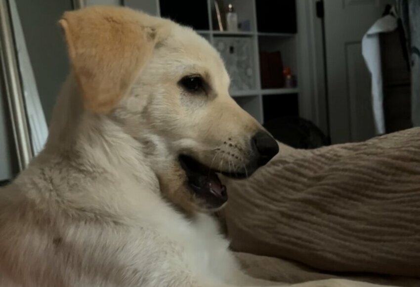 Jynx, a white Labrador-golden retriever, went missing from Sept. 1 to Sept. 3.