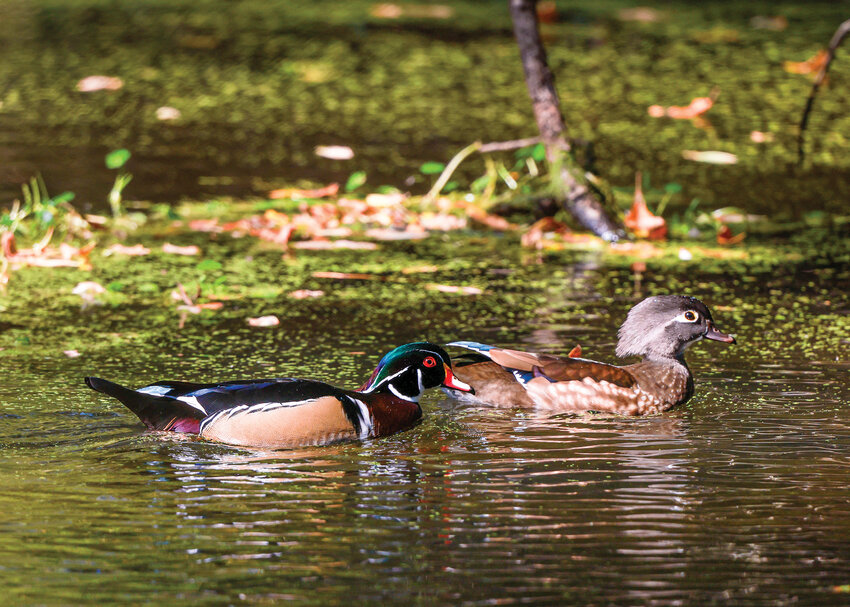 A male and female pair of wood ducks float down a slough at the Ridgefield National Wildlife Refuge&rsquo;s River S Unit on Wednesday, Sept. 24.
