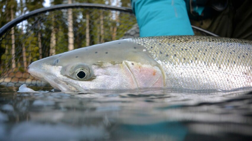 A wild winter steelhead caught in a Washington coastal river on the Olympic Peninsula held in the water prior to release. (Photo by Chase Gunnell, courtesy of the Washington State Department of Fish and Wildlife).