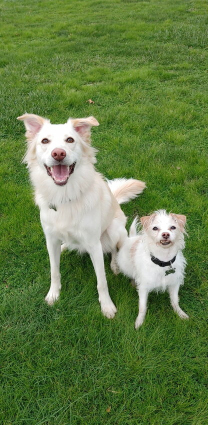Woodland resident Jaymi Sowder says her dogs, Lola and Beau (&ldquo;the gremlin&rdquo;), pushed her into leading efforts for a Woodland dog park.