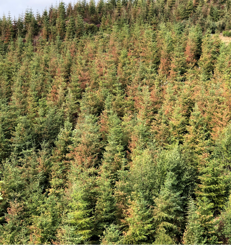 A mixed stand of Douglas-fir and western hemlock scorched near Seaside, Oregon following the 2021 heat dome. (Photo by Gabriela Ritokova/Oregon State University)