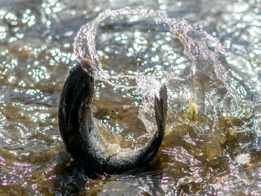 A one-pound rainbow trout flops around in the shallow waters near the bank at Fort Borst Park in this Chronicle file photo.