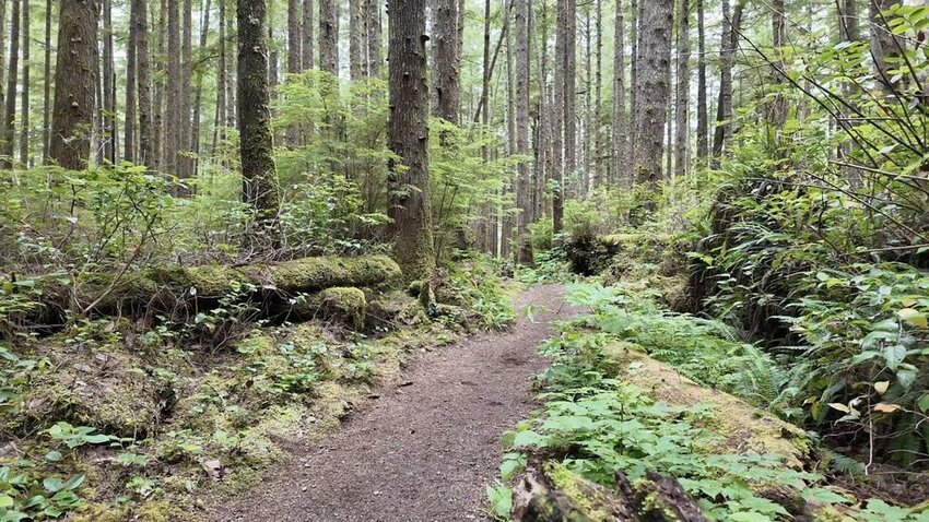 A dirt trail winds through a forest with moss, ferns, and tall trees in Olympic National Park.