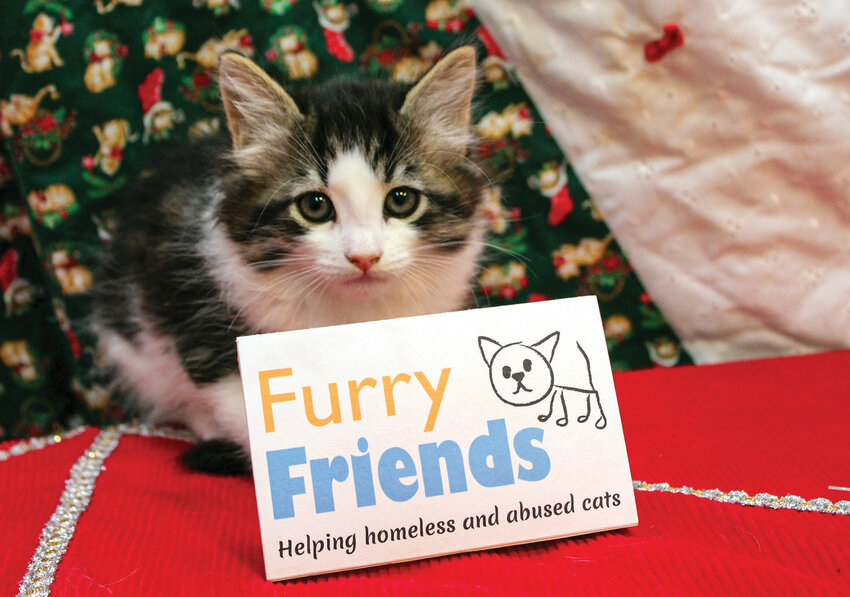 Donations collected through the annual Furry Friends&rsquo; Giving Tree supply drive help support the nonprofit&rsquo;s care of stray and abandoned cats during the winter season.