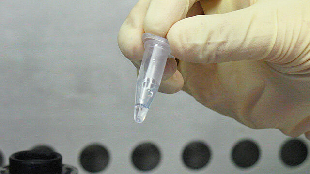 Swabs from birds&rsquo; mouths are placed in tubes and tested for avian influenza virus.