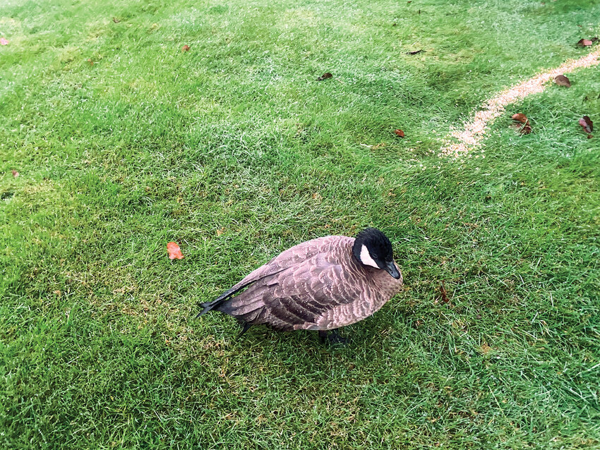Battle Ground resident John Munson submitted a photo of a wild cackling goose with avian influenza after he had three geese suffer from the illness on his property earlier this month.