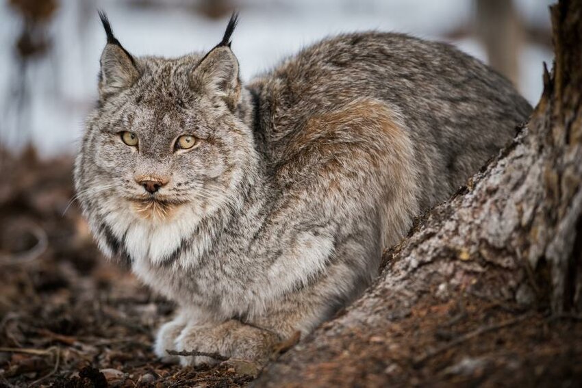 A lynx crouched on the ground.