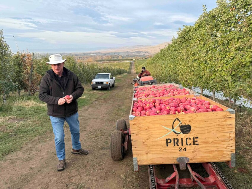 Aaron Clark, a vice president for Price Warehouse &amp; Cold Storage, focuses on hiring local workers for apple harvests grown on some 3,500 acres of central Washington orchard lands, which include this acreage near Union Gap. (Photo by Hal Bernton)