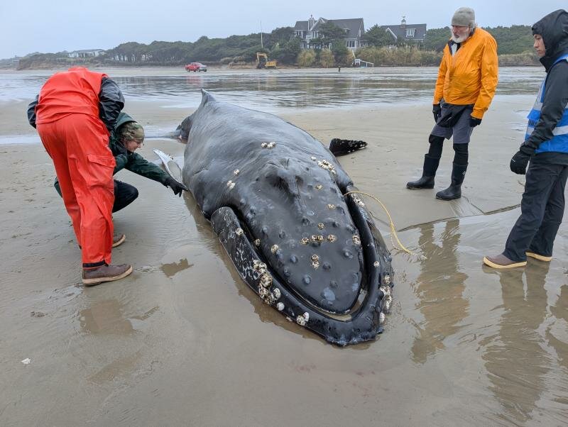 A young humpback whale stranded on the Oregon Coast north of Yachats on November 15, prompting a response of trained teams from across the West Coast through the West Coast Marine Mammal Stranding Network. The whale was entangled when it first came ashore, but many of the lines were later cut away, leaving a short length jutting from the animal's mouth.