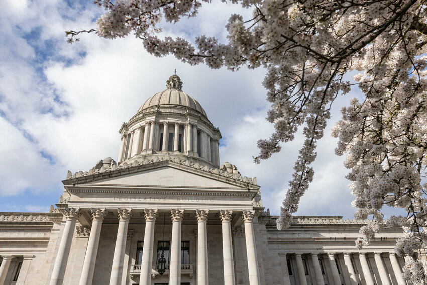 Cherry blossoms are seen in full bloom at the Washington state Capitol in Olympia on Wednesday, April 2.