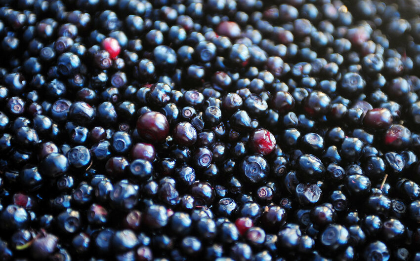 Collected and ready-for-sale huckleberries fill plastic containers at a roadside camp on U.S. Highway 12 in 2014.