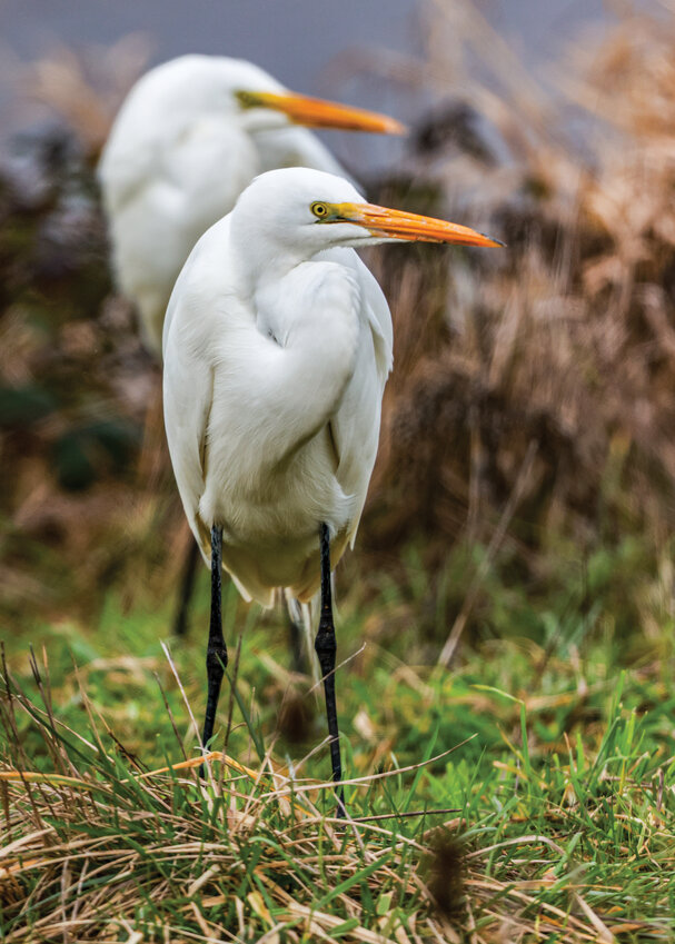 A duo of great egrets huddle as chilling winds rip through the Ridgefield National Wildlife Refuge on Tuesday, Jan. 6.