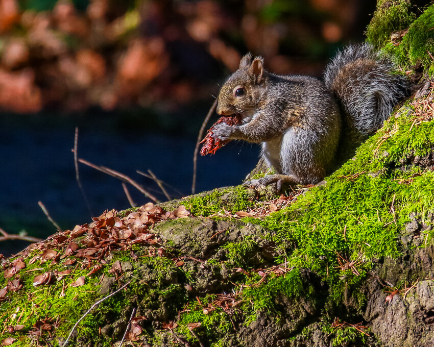 An eastern gray squirrel enjoys a fir cone at Lewisville Park on a sunny day in 2018.