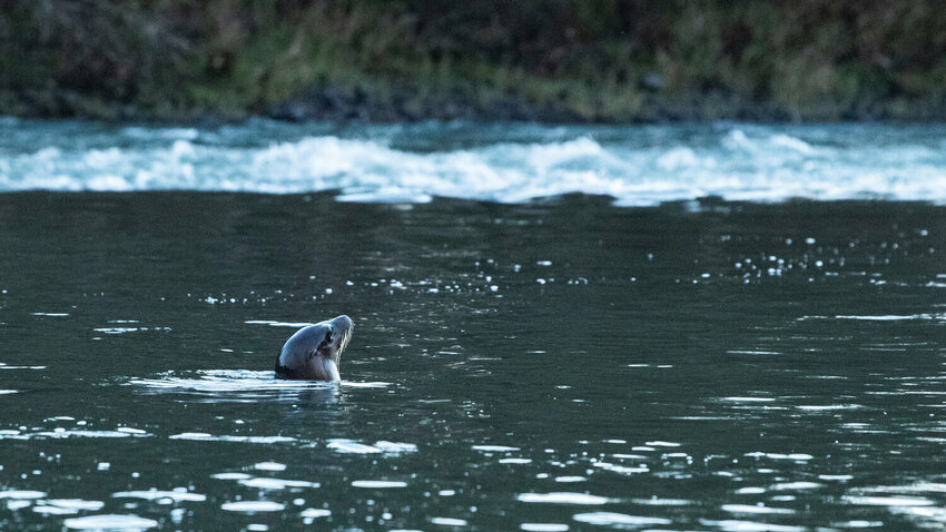 A sea lion, about 70 miles upstream from the Columbia River, pokes its head above the water on the Cowlitz River where hatchery salmon were released in this 2023 Chronicle file photo.