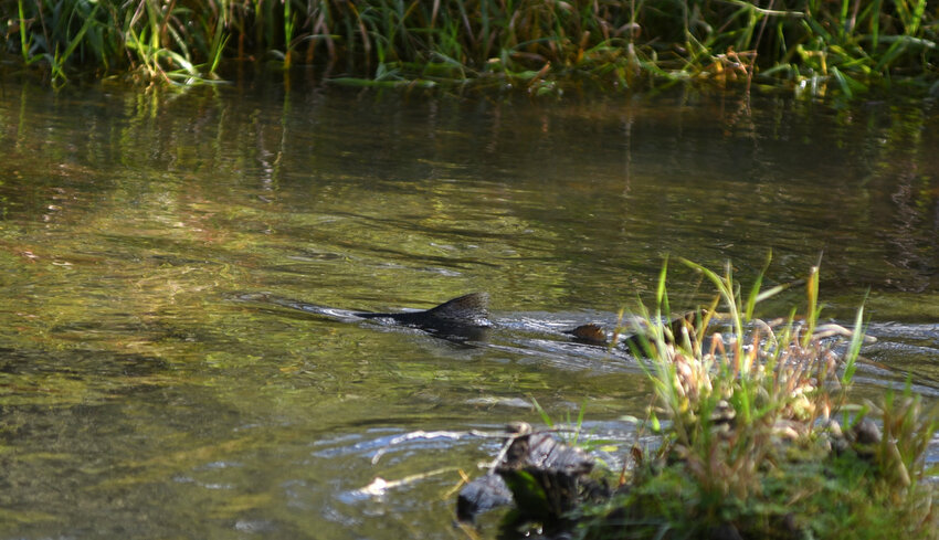 A salmon breaks the surface of the Skookumchuck River near the Skookumchuck Hatchery.