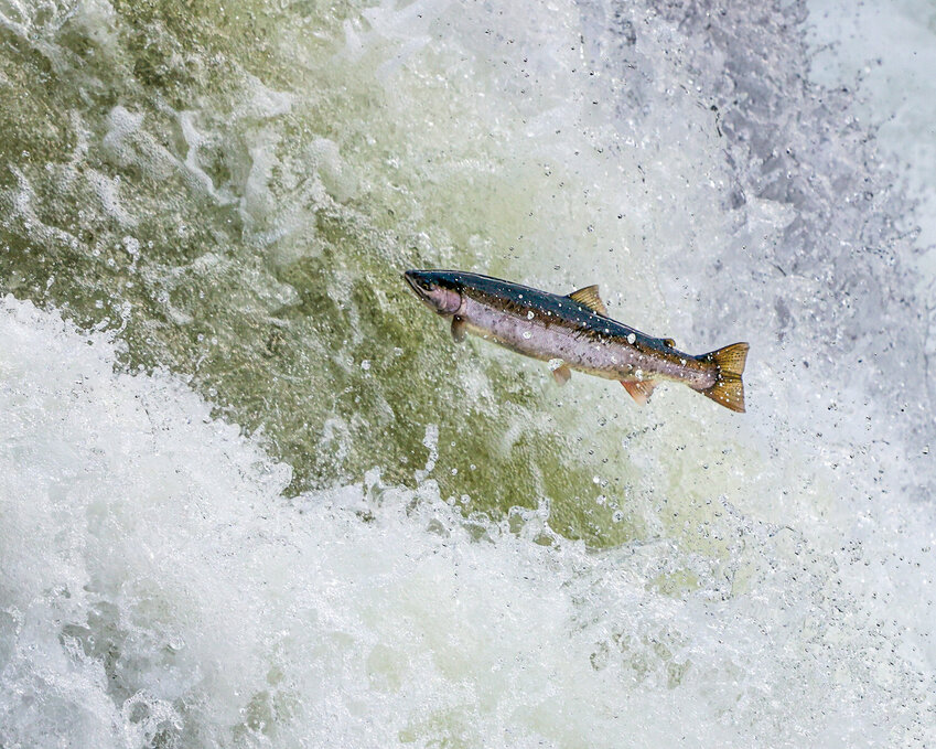 A steelhead leaps straight into Lucia Falls on the East Fork Lewis River on Monday, Oct. 27.
