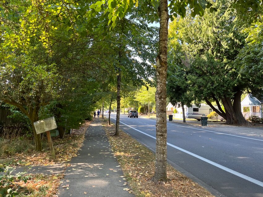 A tree-lined street in Tumwater. The City of Tumwater is part of a group of more than a dozen communities to get money from the federal government to boost their urban tree canopy. (Laurel Demkovich/Washington State Standard)
