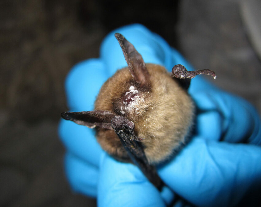 A northern long-eared bat with white nose syndrome. (Photo by Steve Taylor, University of Illinois/U.S. Fish and Wildlife Service)
