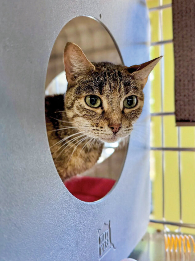 A cat at the Humane Society for Southwest Washington peeks out of a toy in September.