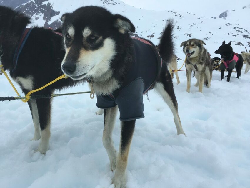 A team of dogs preares to pull a sled on May 20, 2017, in the Juneau Icefield near Juneau, Alaska.