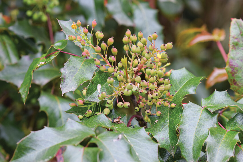 Oregon grape, a keystone native plant supporting pollinators and providing food for birds, grows in Davis Park in Ridgefield. The plant will be one of over 70 species of native plants sold by the Ridgefield Garden Club from 9 a.m. to 3 p.m. on Saturday, May 2, at the Greely Building at 304 Pioneer St. in downtown Ridgefield during the annual plant sale.