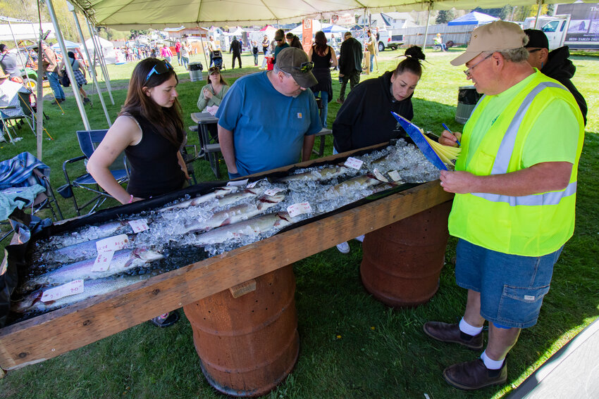 Mineral Lake Fishing Derby Committee Chair Steve Mayer, on the right, inspects the biggest catches so far during the 33rd annual Mineral Lake Fishing Derby in East Lewis County on Saturday, April 25.
