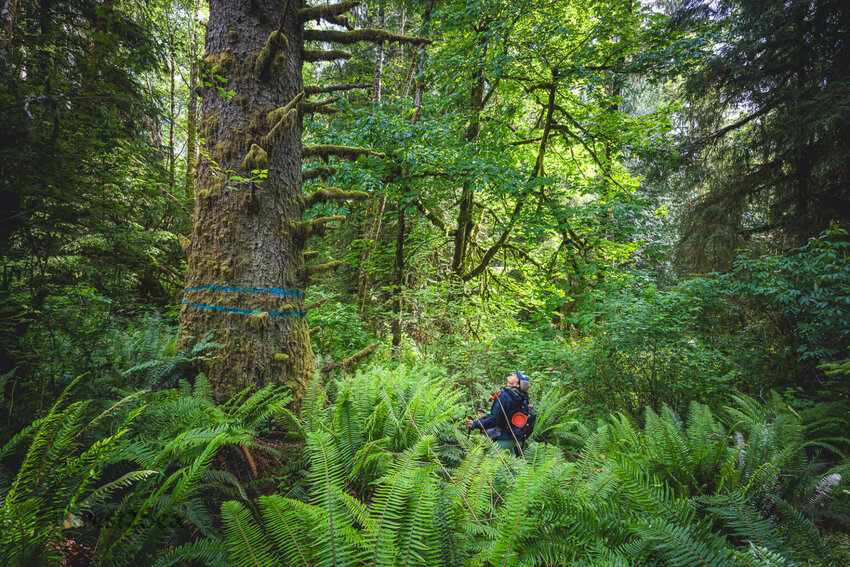 Carolita McGee, founding member of the Elwha Legacy Forests Coalition stands near a marked tree in unit 5 of the Doc Holliday timber sale. The tree will not be logged because of its size. (Photo by Scott McGee/Elwha Legacy Forests Coalition)